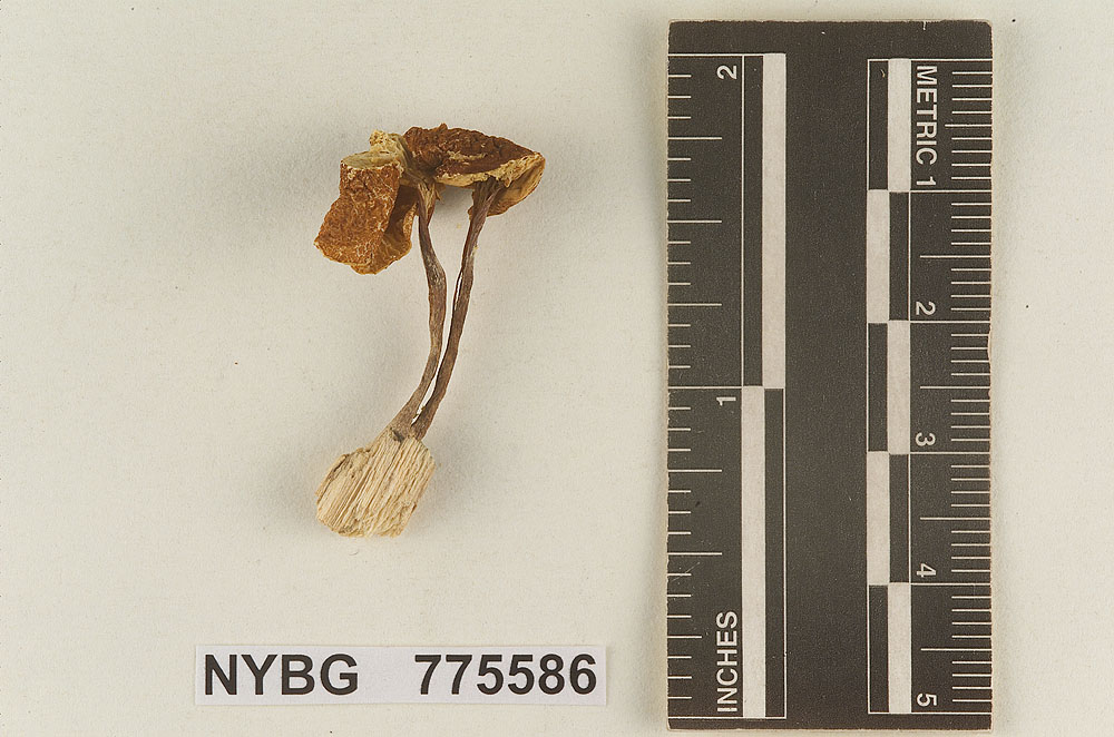 Cystoderma chocoanum image