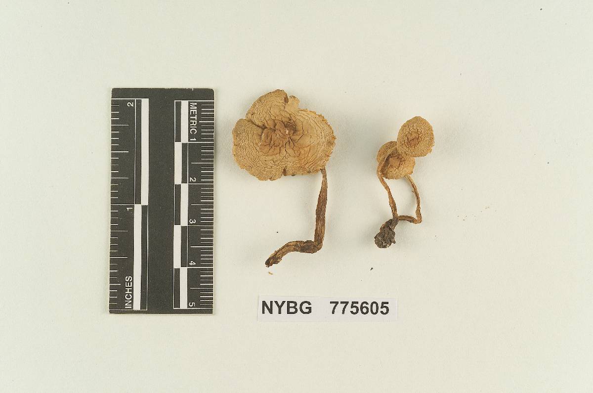 Cystolepiota pumanquensis image