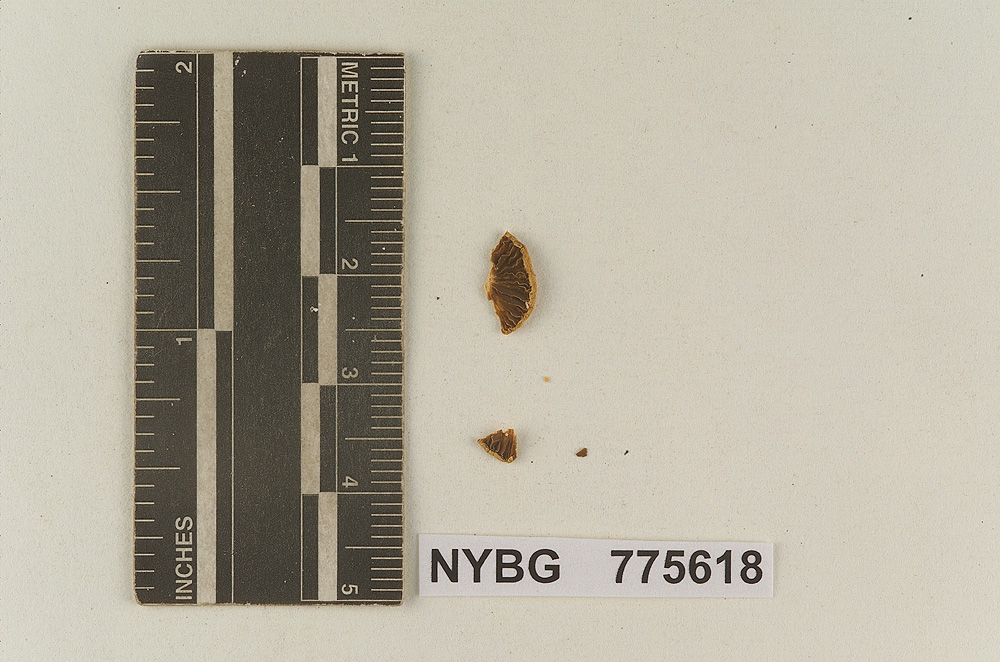 Deconica tomentosa image