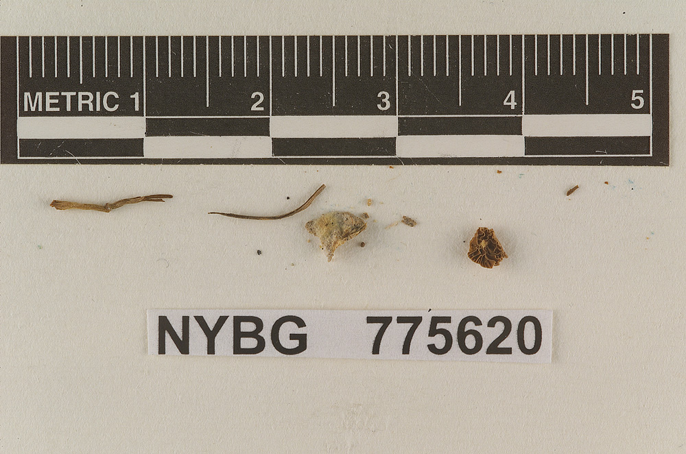 Deconica bulbosa image