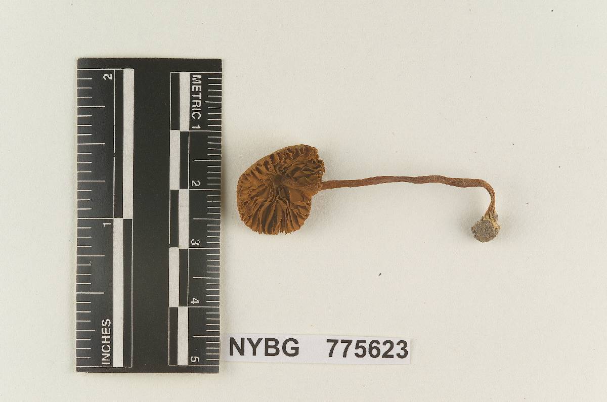 Inocybe astoriana image