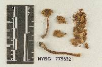 Inocybe gigantispora image