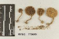 Inocybe tomentosa image