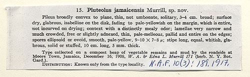 Pluteolus jamaicensis image