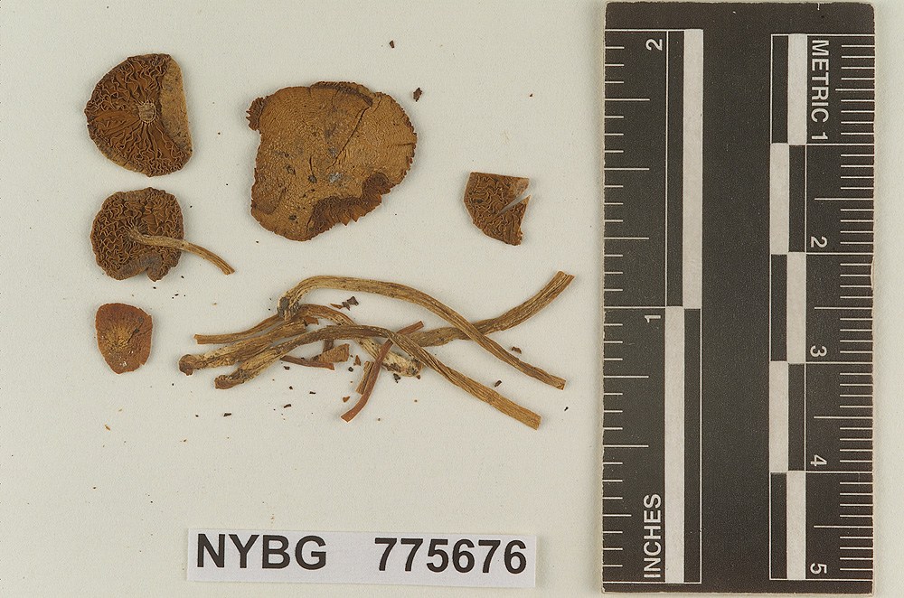 Pluteolus cremeus image