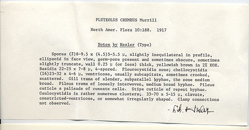 Pluteolus cremeus image