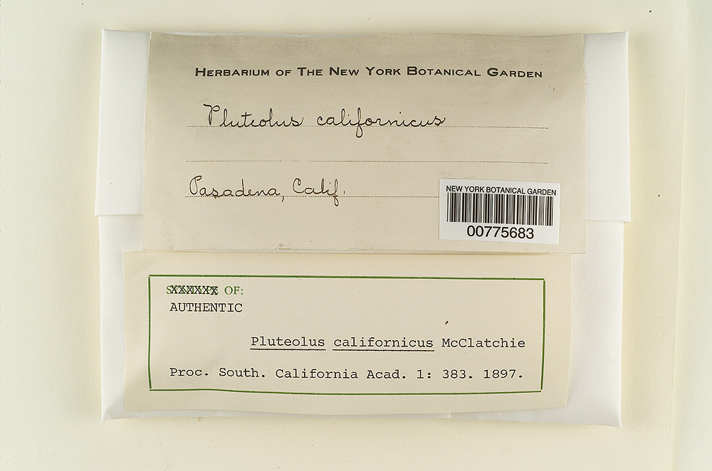 Pluteolus californicus image