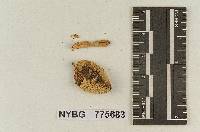 Pluteolus californicus image