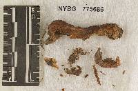 Pleurotus yuccae image