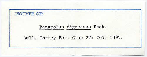 Panaeolus digressus image