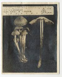 Panaeolus variabilis image