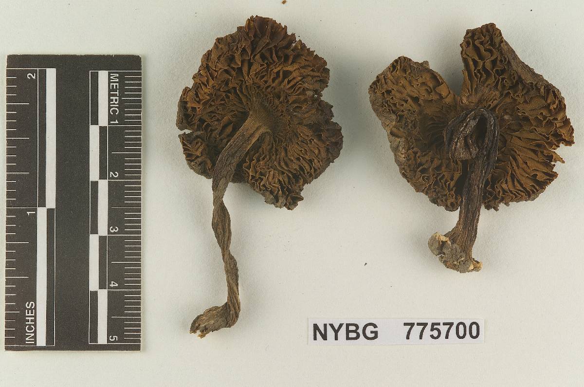 Inocybe californica image