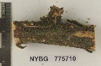 Marasmiellus trichodermialis image