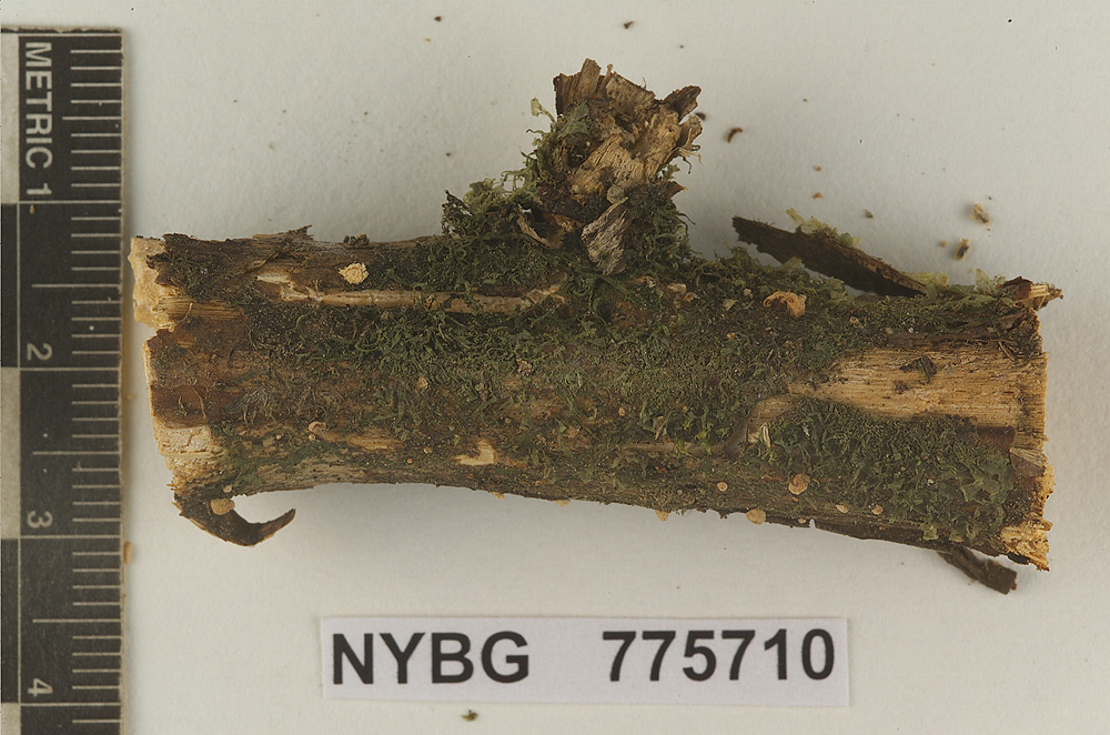 Marasmiellus trichodermialis image