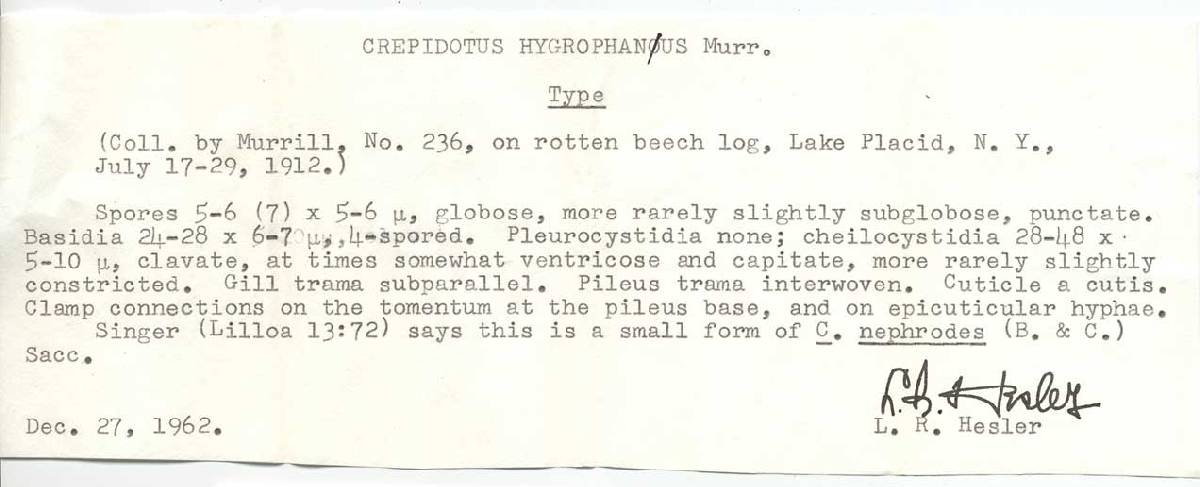Crepidotus hygrophanus image