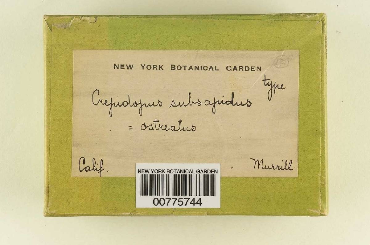Crepidopus subsapidus image