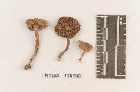 Inocybe gigantispora image