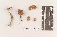 Inocybe gigantispora image