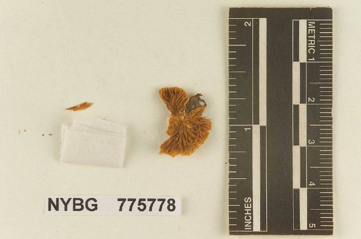 Crepidotus cinchonensis image
