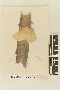 Crepidotus calolepidoides image