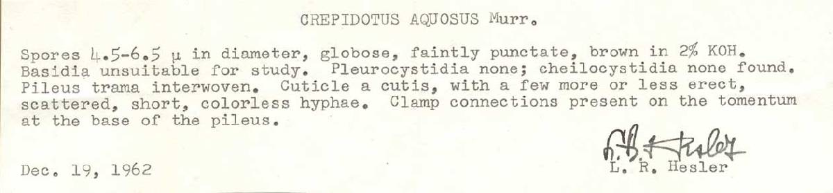 Crepidotus aquosus image