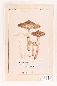 Inocybe adaequata image