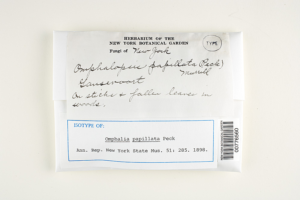 Omphalia papillata image