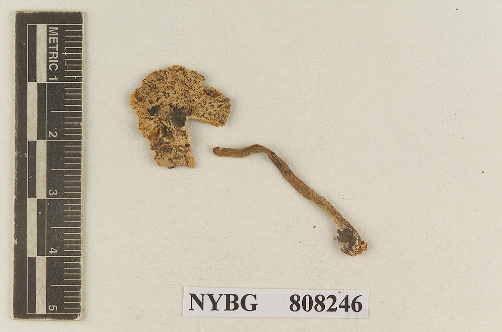 Lepiota tepeitensis image
