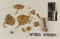 Lepiota subcristata image