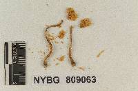 Lepiota subflavescens image