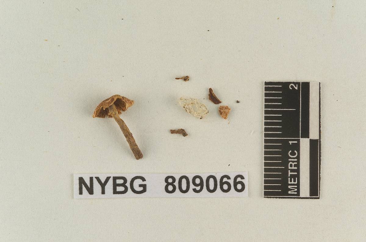 Lepiota subgranulosa image