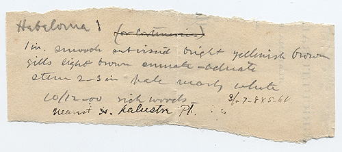 Hebeloma alabamense image
