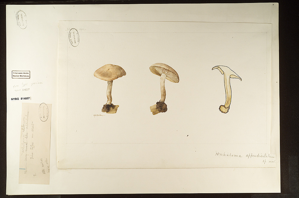 Hebeloma appendiculatum image