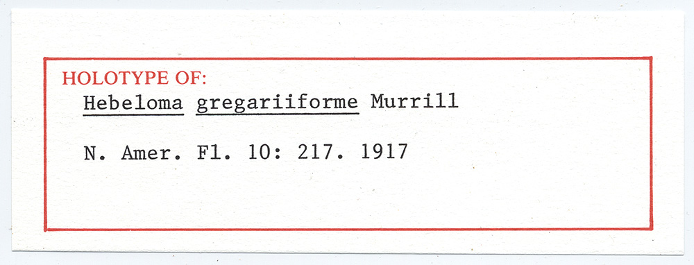 Hebeloma gregariiforme image
