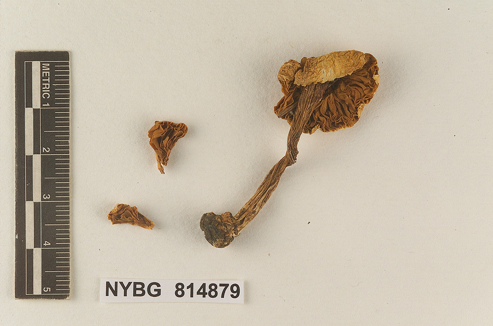 Hebeloma cinchonense image