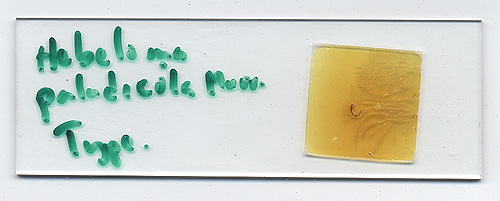 Hebeloma paludicola image