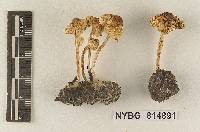 Lepiota cristata var. viridispora image
