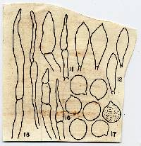 Lepiota broadwayi image