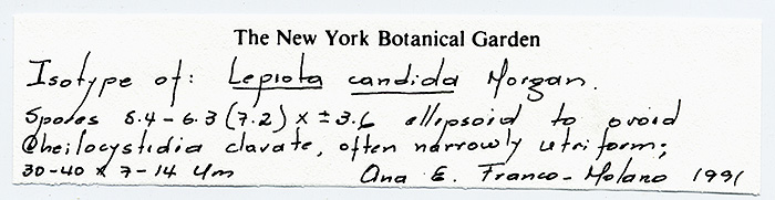 Lepiota candida image