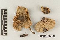 Lepiota dryophila image