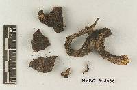 Lepiota fuliginescens image
