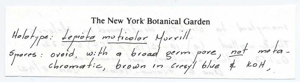 Lepiota muticolor image