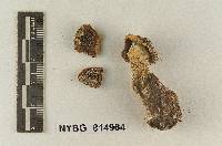 Lepiota nardosmioides image