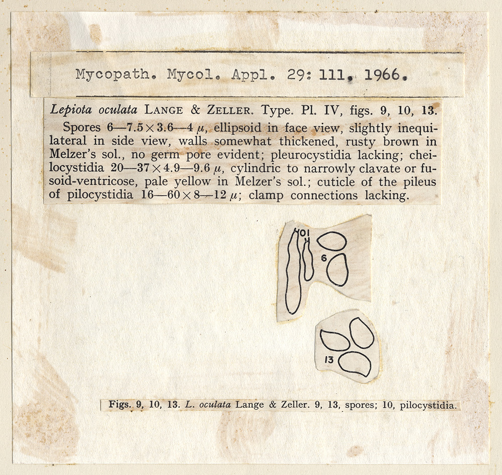 Lepiota oculata image