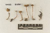 Tubaria subcrenulata image