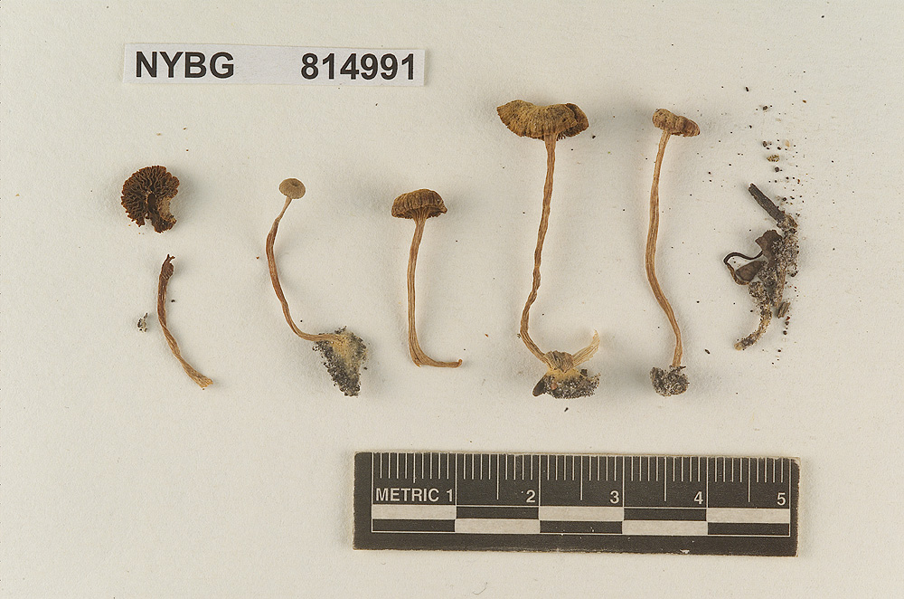 Tubaria subcrenulata image