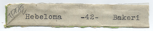 Hebeloma bakeri image