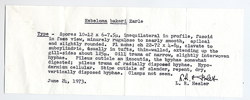 Hebeloma bakeri image