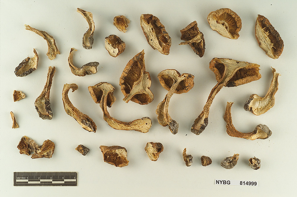Tricholoma fulvimarginatum image