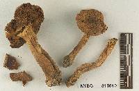 Tricholoma chrysenteroides image